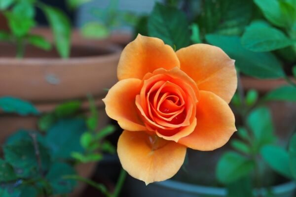 Cara Merawat Tanaman yang Benar agar Tetap Subur dan Tidak Mudah Layu