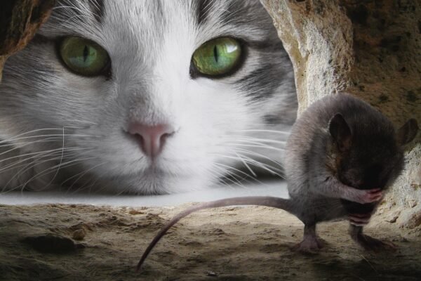 Tikus Takut dengan Apa? Ini Cara Alami Mengusir Tikus dari Rumah