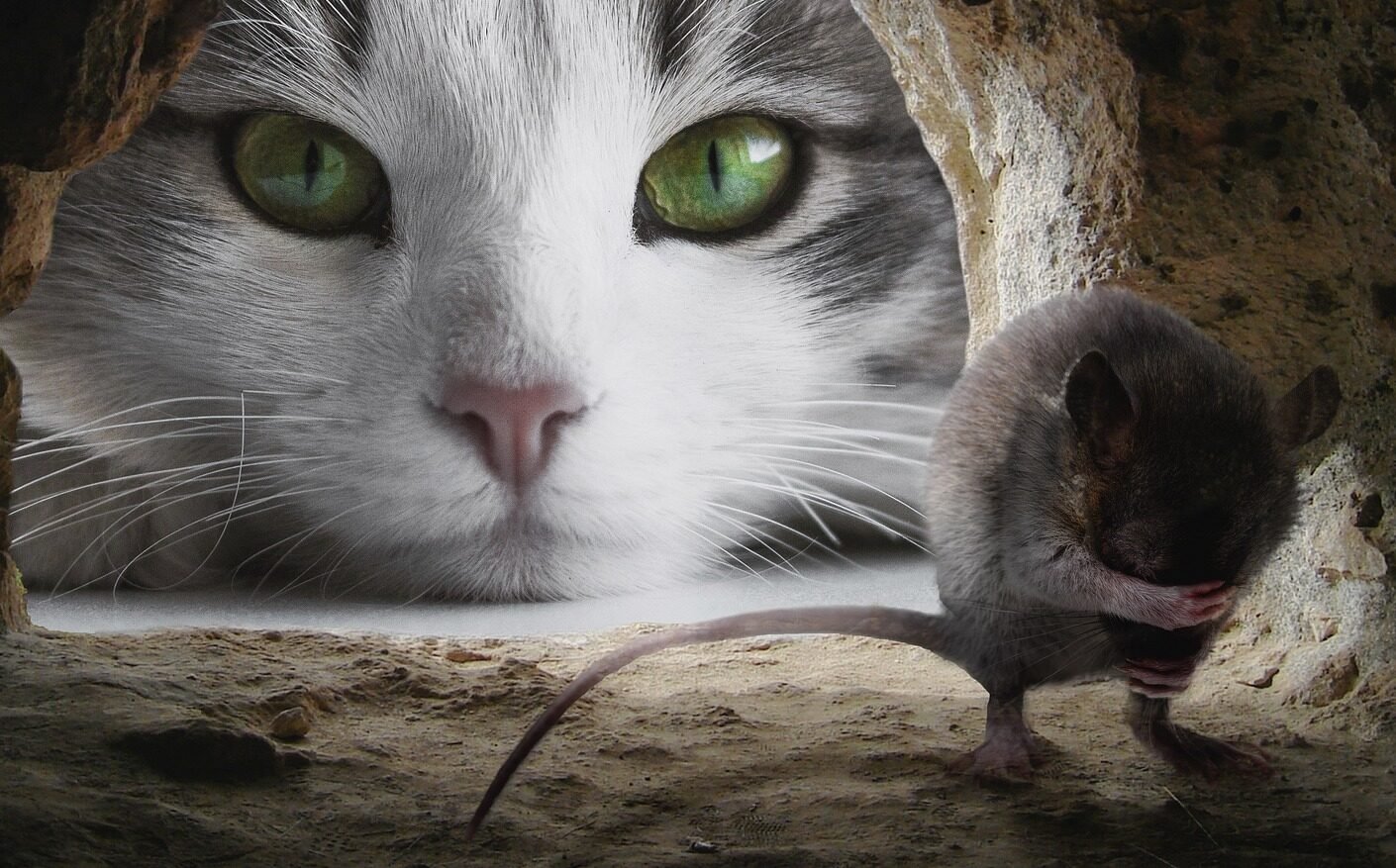 Tikus Takut dengan Apa? Ini Cara Alami Mengusir Tikus dari Rumah