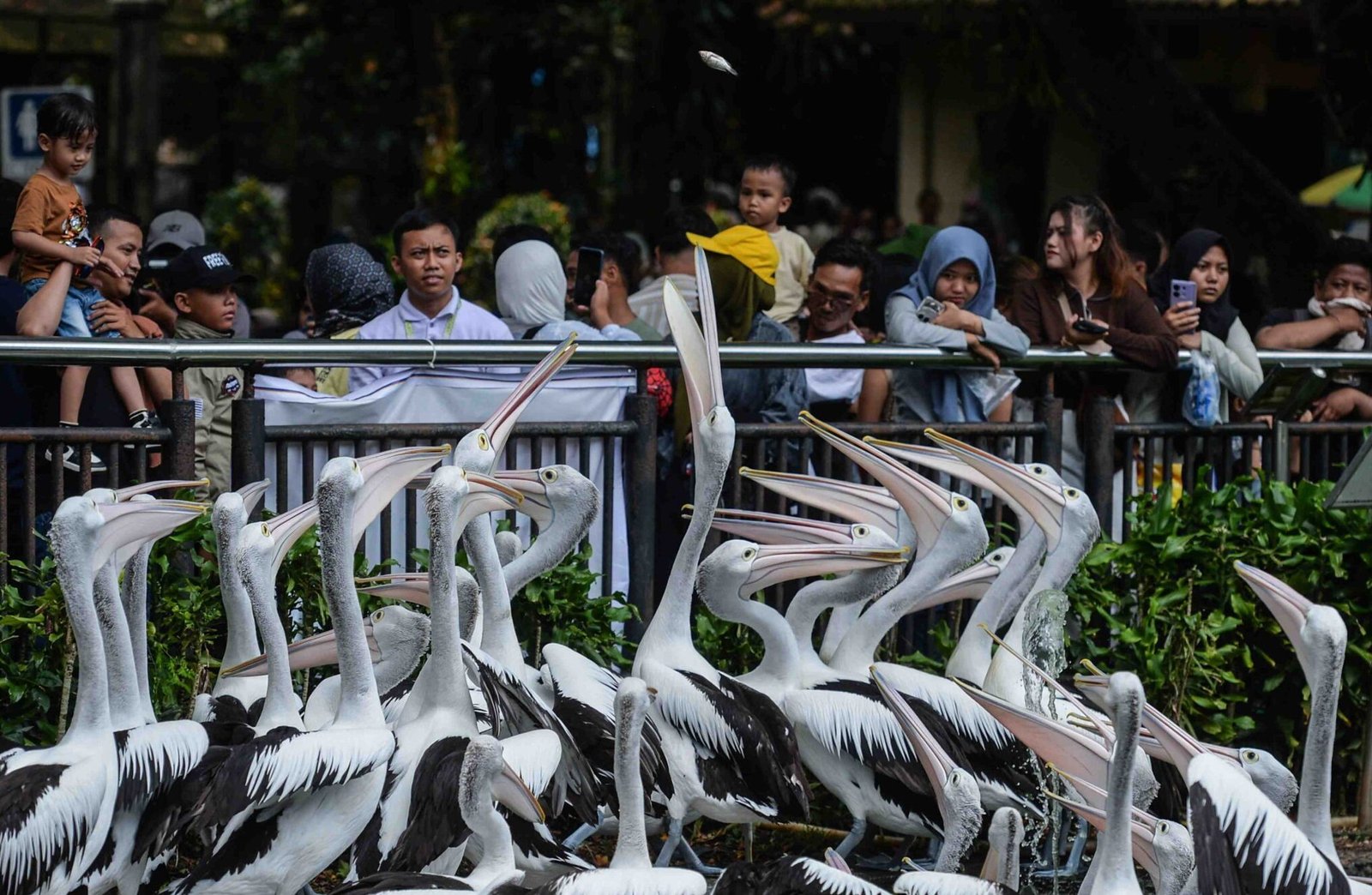 Puluhan Ribu Pengunjung Padati Ragunan di Hari Kedua Lebaran
