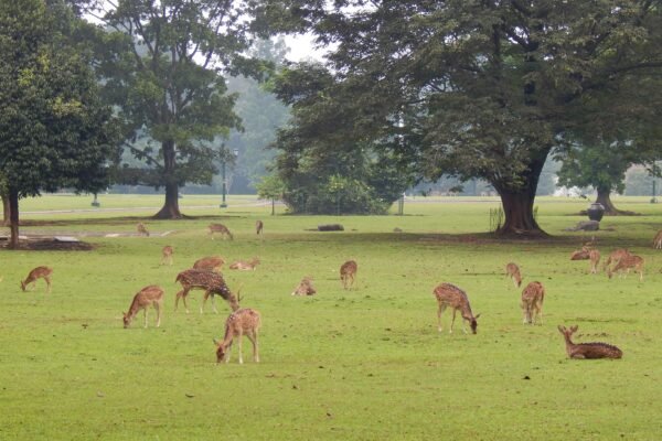 Rekomendasi Wisata Keluarga di Bogor, Dari Piknik hingga Wahana Seru
