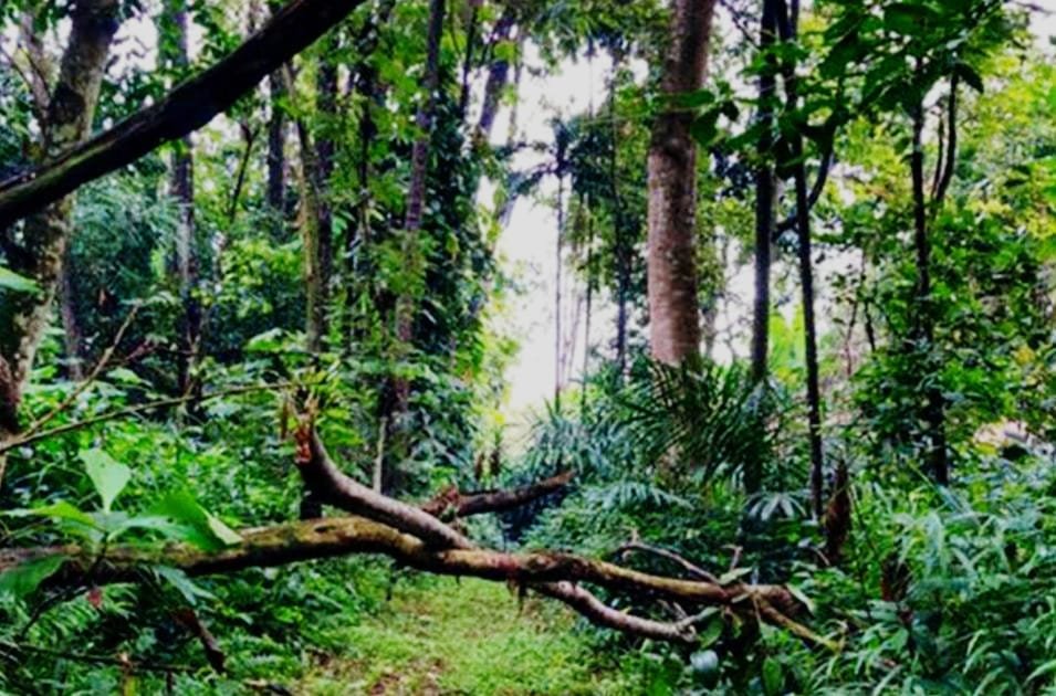 Wisata ke Hutan CIFOR Bogor, Jelajahi Alam Sekaligus Ilmu Pengetahuan