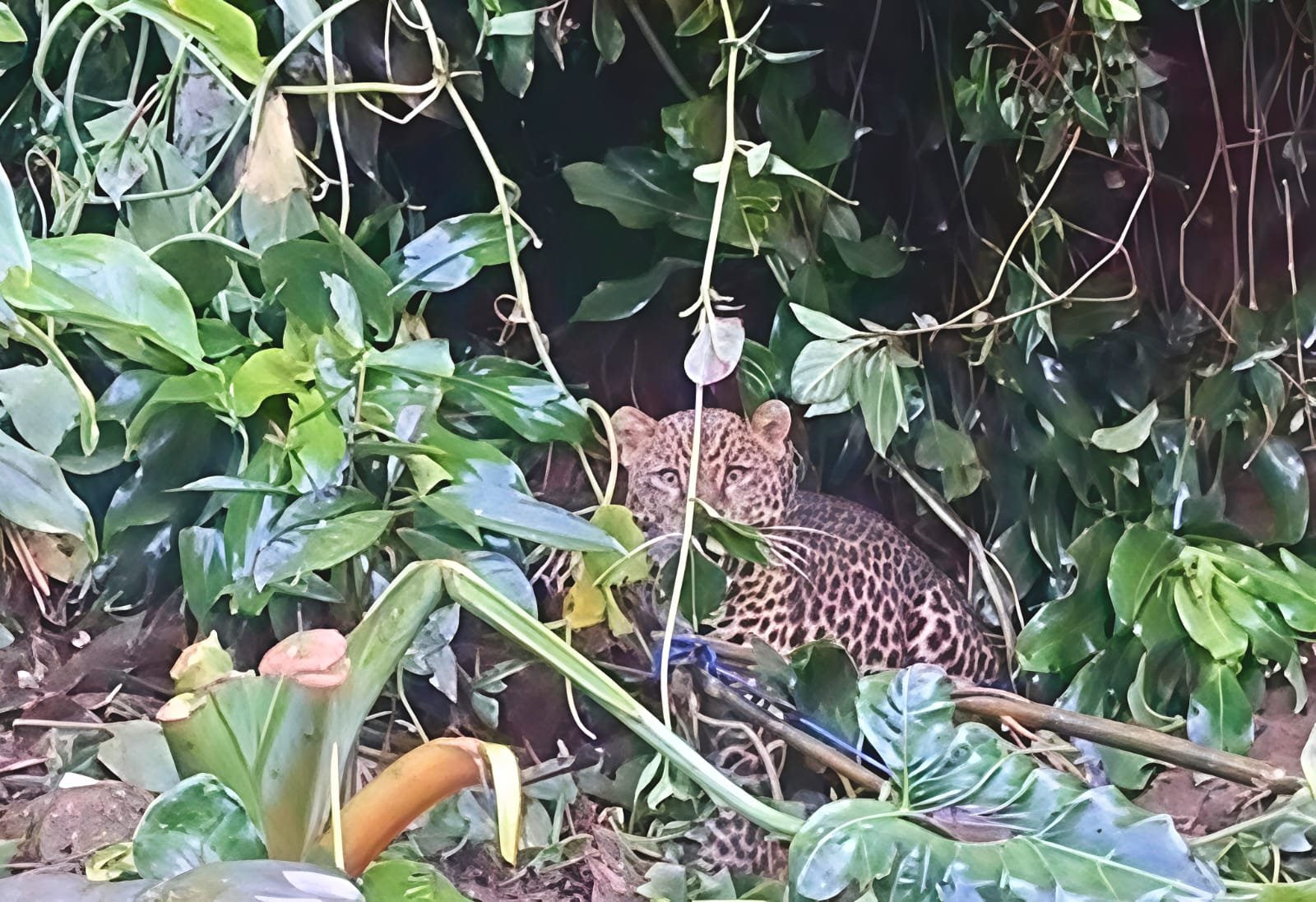 Macan Tutul Turun Gunung ke Permukiman, Tim Gabungan Lakukan Evakuasi