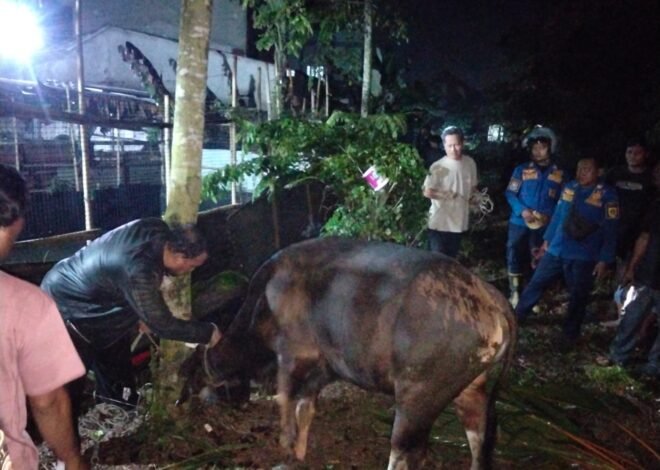 Heboh Sapi Kurban Lepas hingga Menyeberang Jalan Utama di Tajur Halang, Berhasil Dievakuasi Damkar