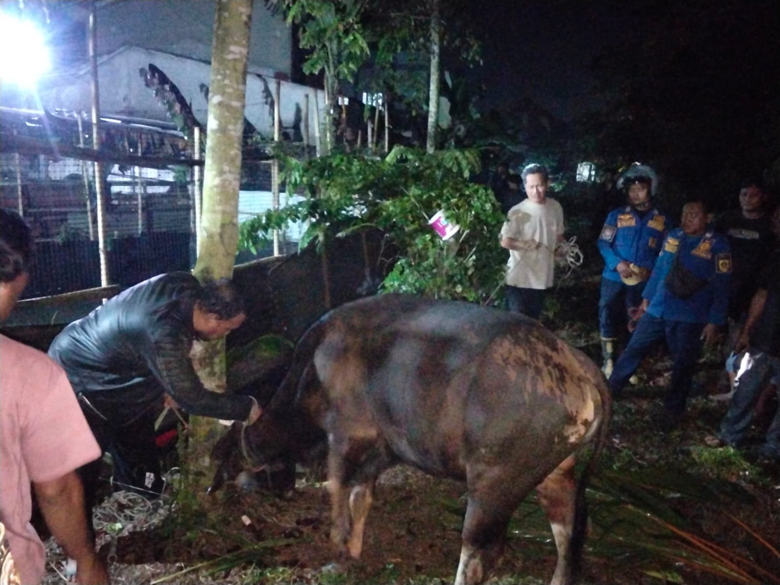 Heboh Sapi Kurban Lepas hingga Menyeberang Jalan Utama di Tajur Halang, Berhasil Dievakuasi Damkar