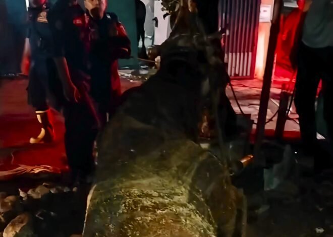 Evakuasi 2 Jam, Damkar Cileungsi Berhasil Selamatkan Sapi Limosin dari Lubang Pembuangan Kotoran