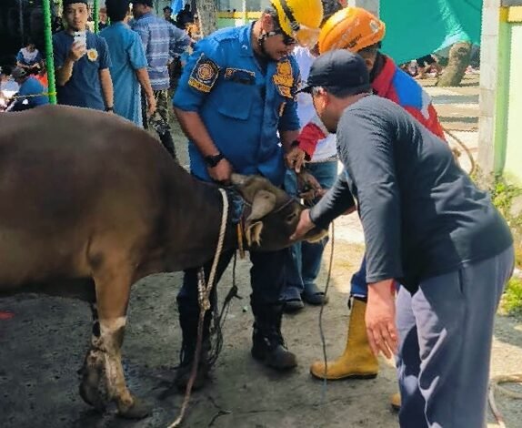 Sapi Kurban Lepas Saat Prosesi Penyembelihan di Cibinong, Evakuasi Berlangsung 50 Menit