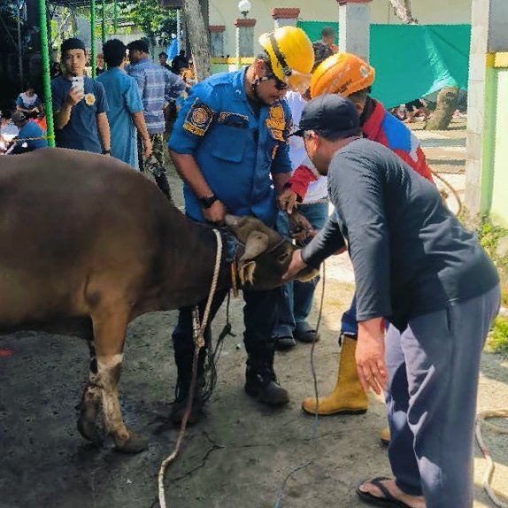 Sapi Kurban Lepas Saat Prosesi Penyembelihan di Cibinong, Evakuasi Berlangsung 50 Menit