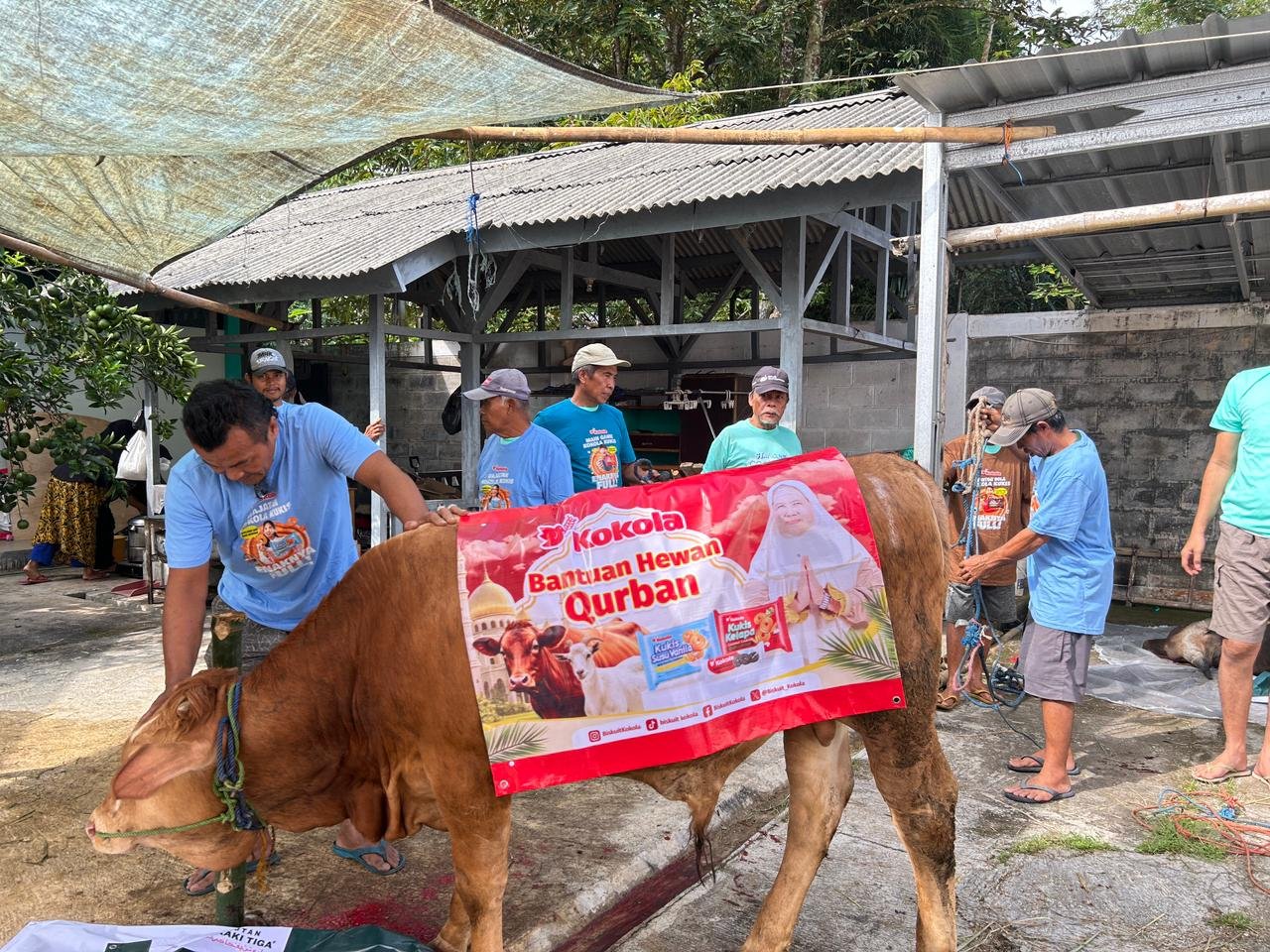 Kokola Group dan Mamah Dedeh Salurkan Qurban Sapi Limosin untuk Warga Ciamis