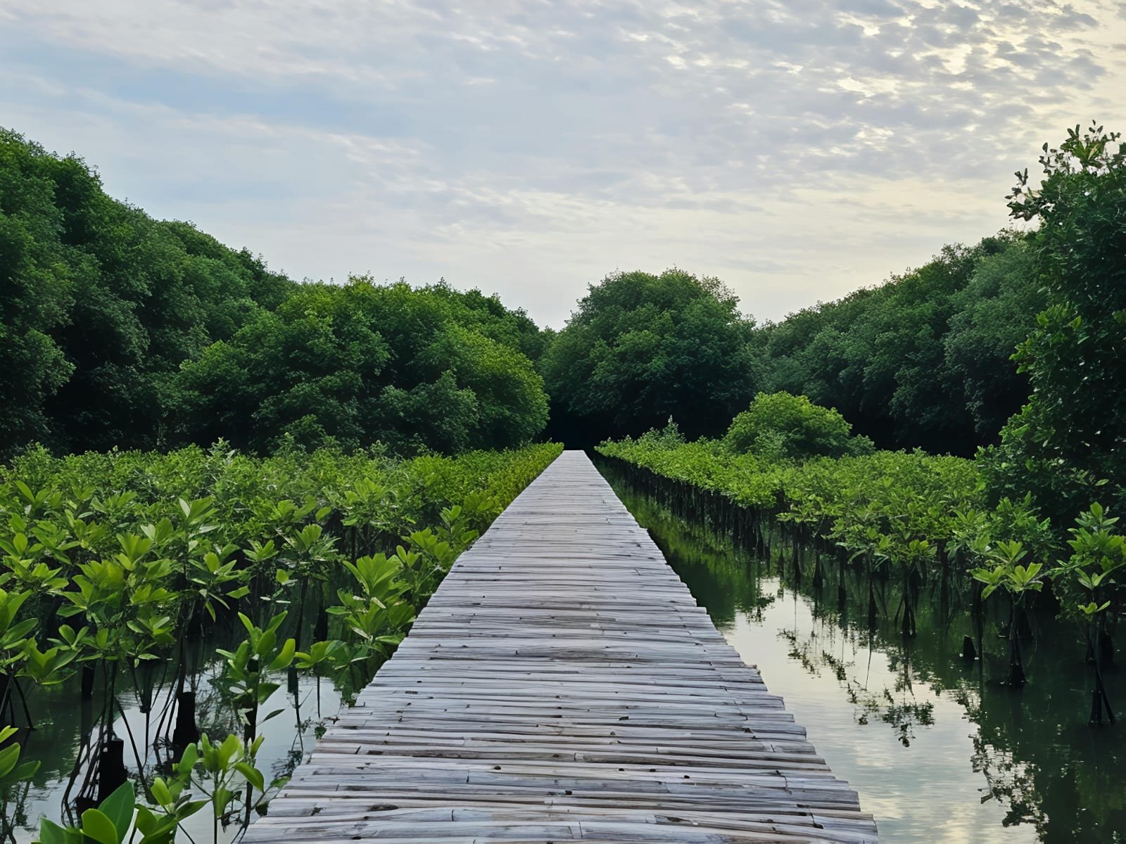 Hutan Mangrove PIK, Wisata Alam Sejuk untuk Olahraga Ringan dan Foto Estetik