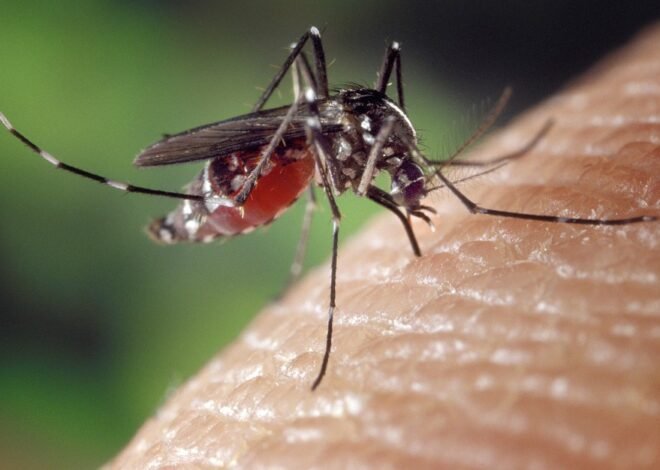Waspada DBD Mematikan, Kemenkes Beberkan Tiga Fase Dengue yang Harus Diketahui