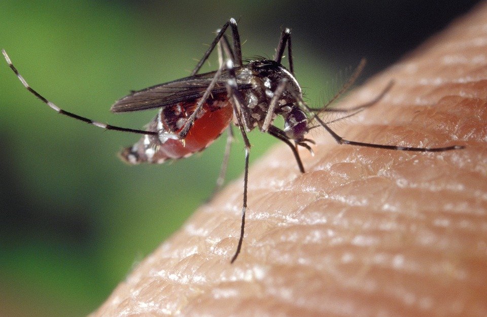 Waspada DBD Mematikan, Kemenkes Beberkan Tiga Fase Dengue yang Harus Diketahui