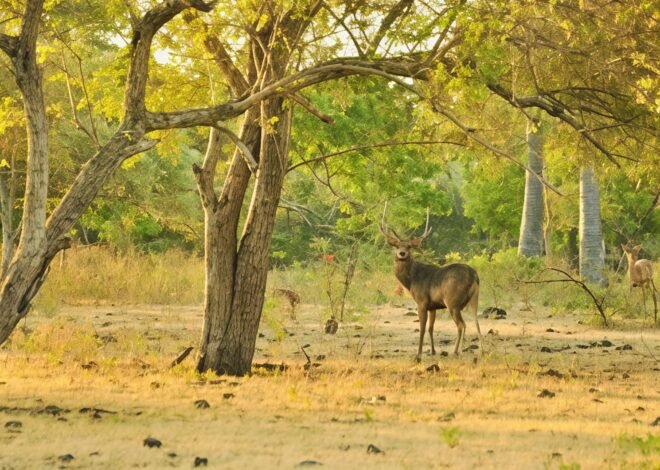 Taman Nasional Baluran, Africa van Java yang Wajib Masuk Daftar Liburanmu
