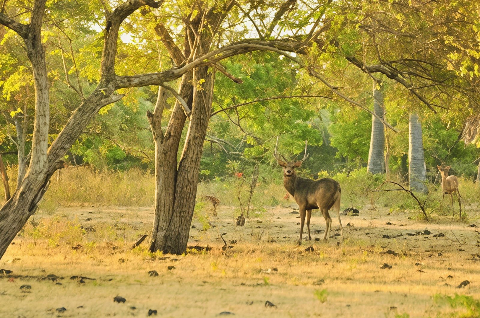 Taman Nasional Baluran, Africa van Java yang Wajib Masuk Daftar Liburanmu