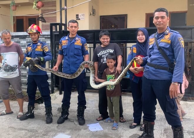 Ular Masuk Kamar Rumah di Bojong Gede, Tim Rescue Damkar Kabupaten Bogor Bergerak Cepat Lakukan Evakuasi