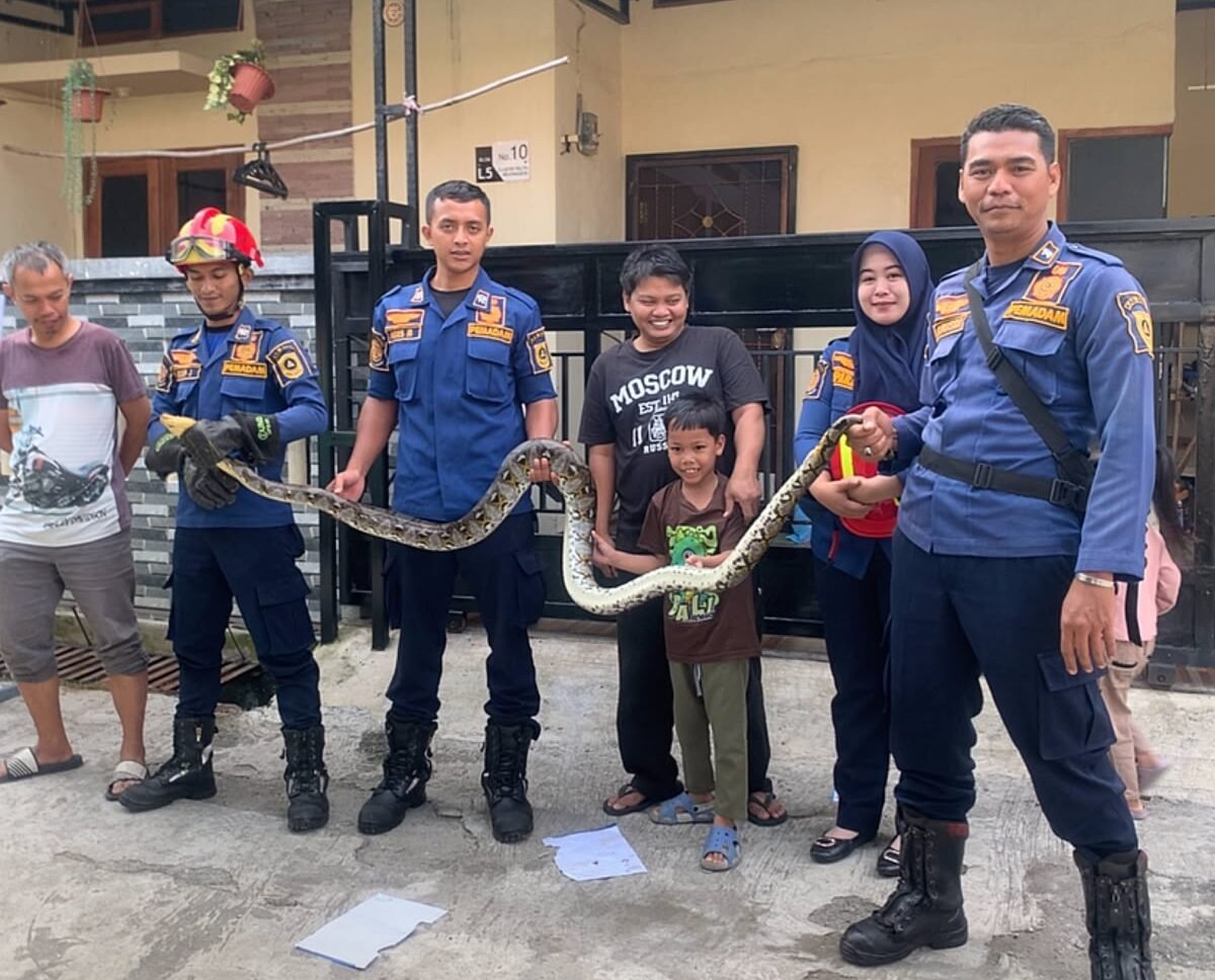 Ular Masuk Kamar Rumah di Bojong Gede, Tim Rescue Damkar Kabupaten Bogor Bergerak Cepat Lakukan Evakuasi