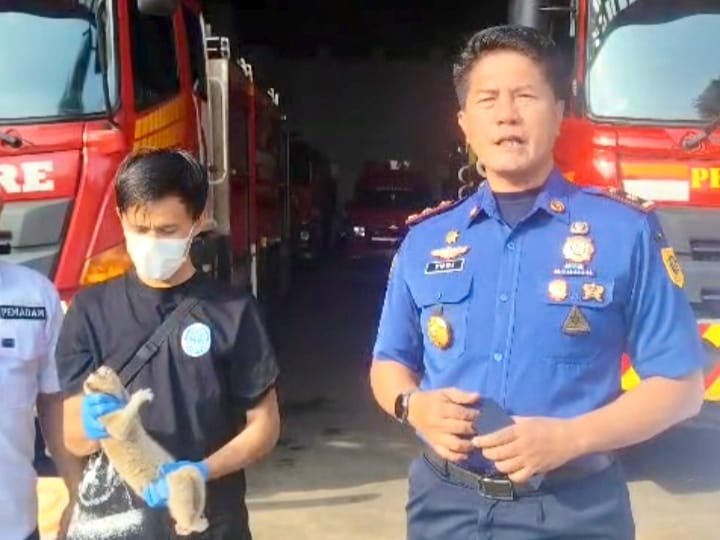 Cari Burung di Pohon Rambutan, Warga Bogor Malah Temukan Kukang Jawa Dilindungi