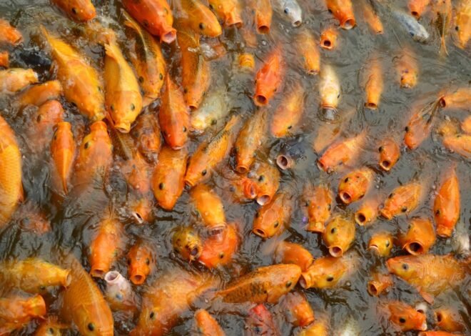 Bisnis Bibit Ikan, Peluang Usaha yang Bisa Dimulai dari Skala Kecil