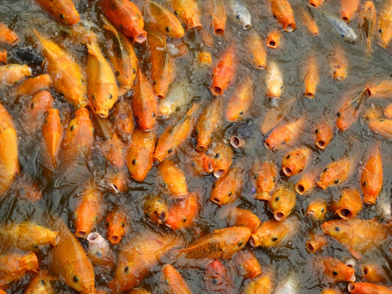 Bisnis Bibit Ikan, Peluang Usaha yang Bisa Dimulai dari Skala Kecil