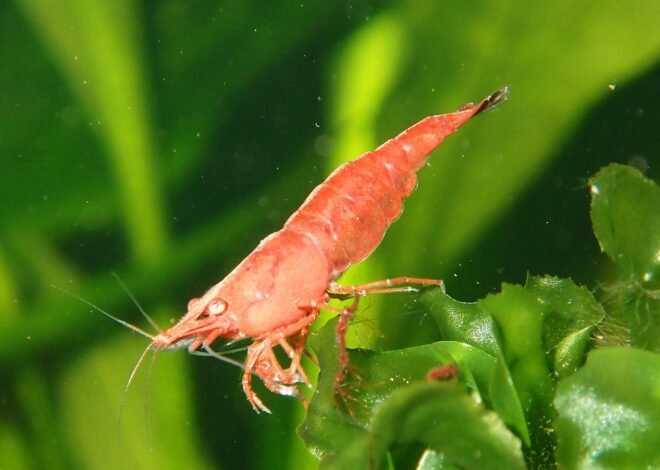 Ketika Hobi Memancing Membuka Peluang Usaha Udang Hidup