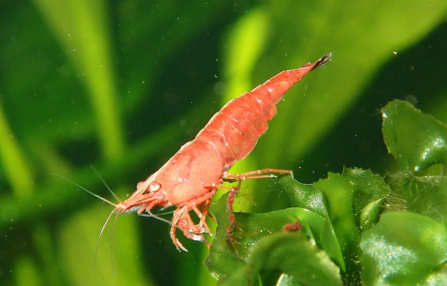 Ketika Hobi Memancing Membuka Peluang Usaha Udang Hidup