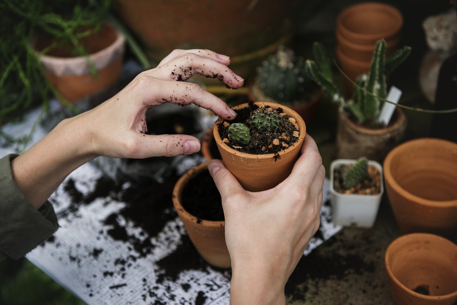 Berkebun di Ruang Terbatas, Aktivitas Sederhana yang Bisa Mendukung Kesehatan